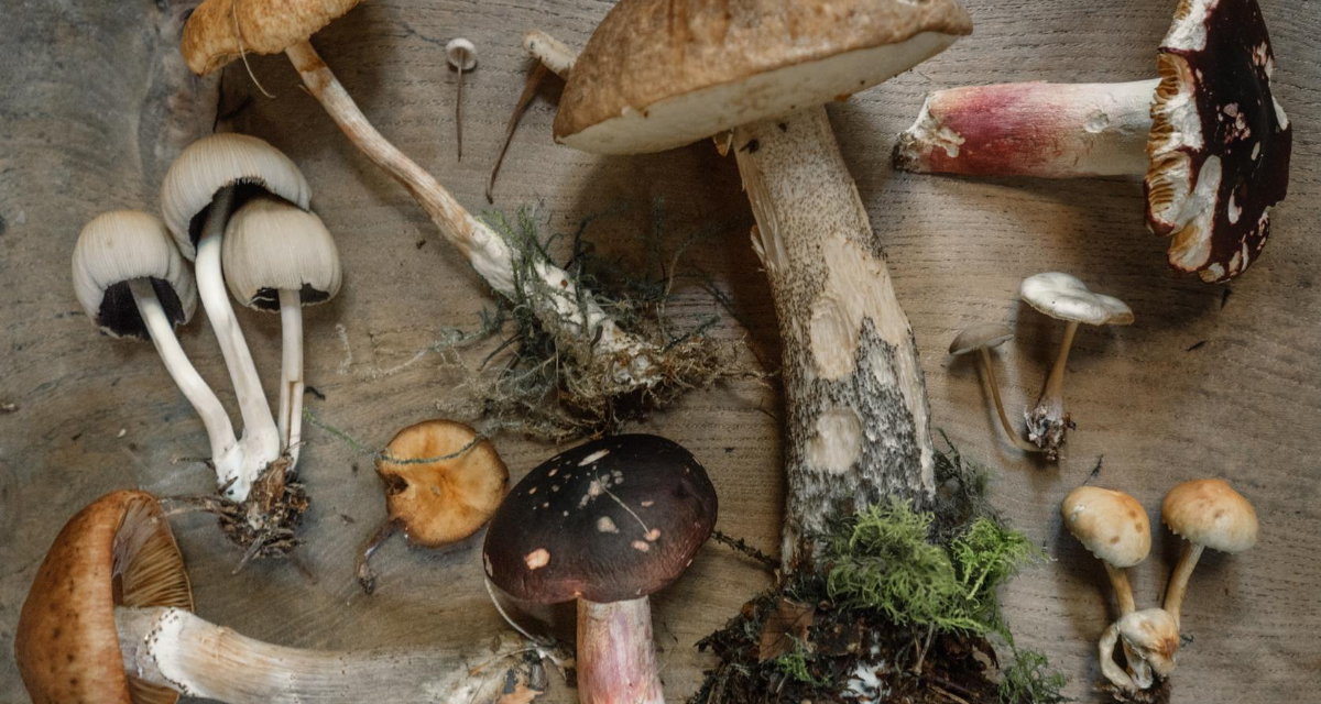 Best Mushrooms for Anxiety: Fungi for Calming the Mind & Body